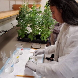 a student works with plants at a lab bench