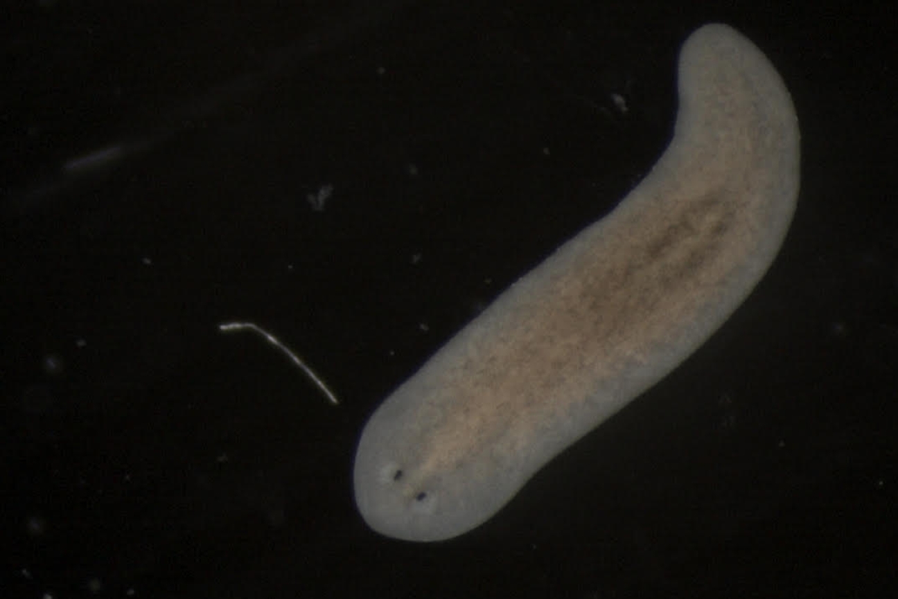 A flatworm with large eyes