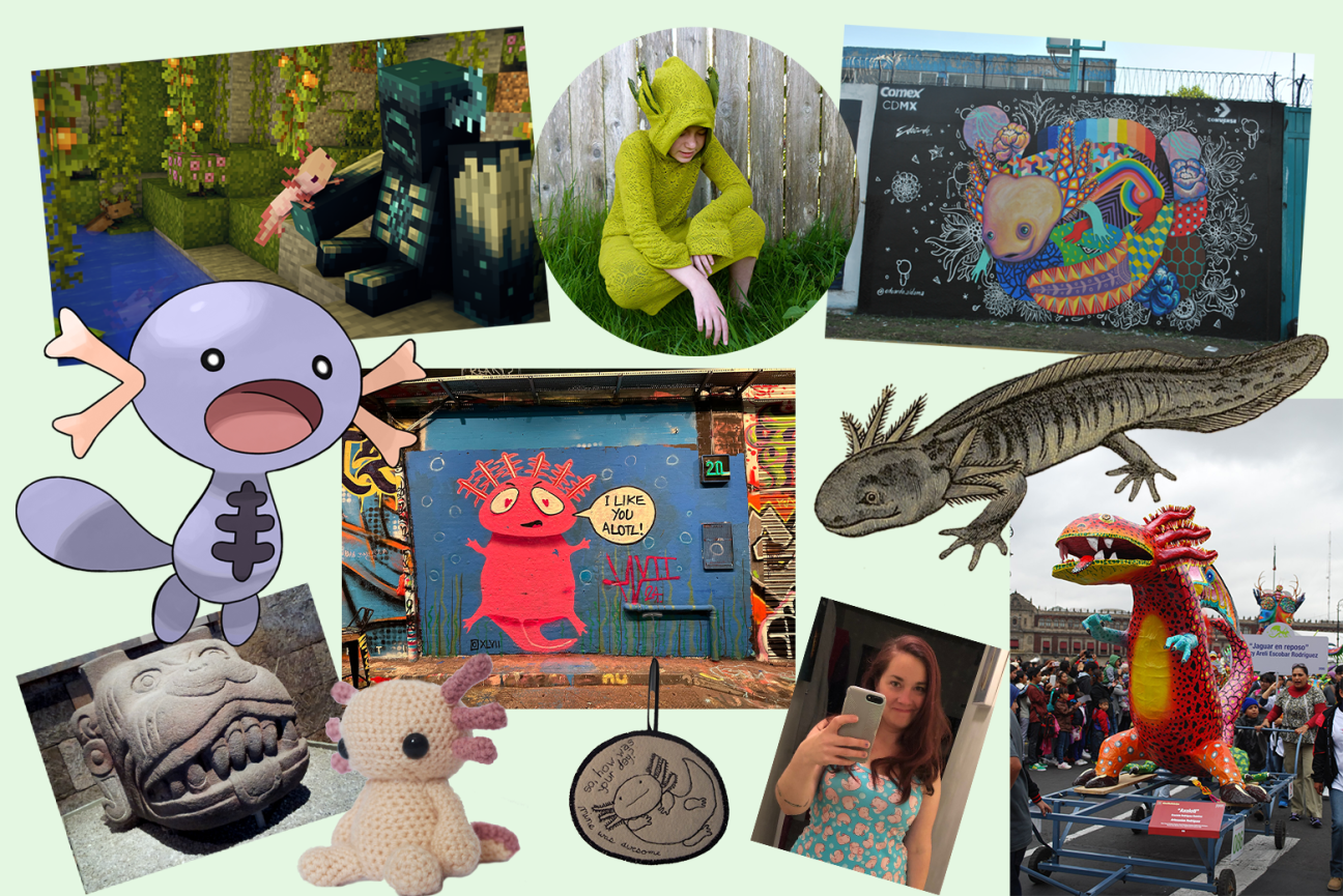 A collage of axolotl art and cultural objects