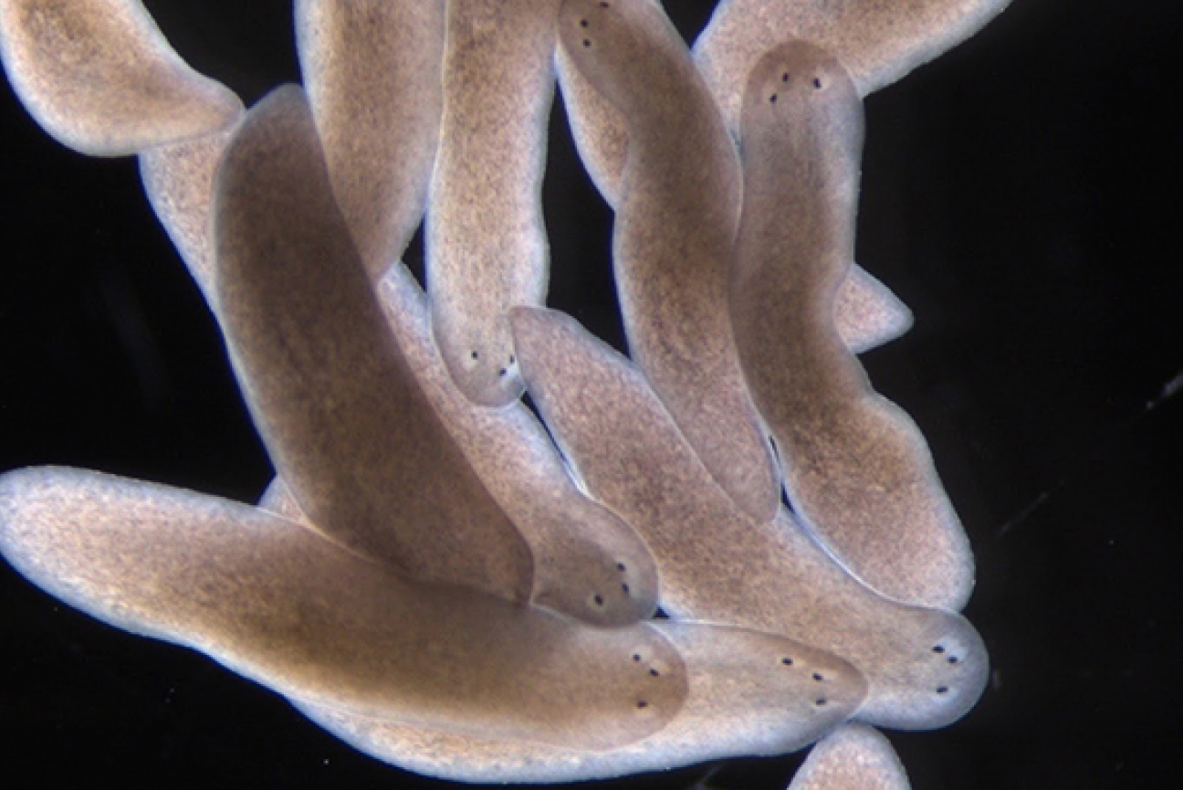 Image of planarians with three eyes