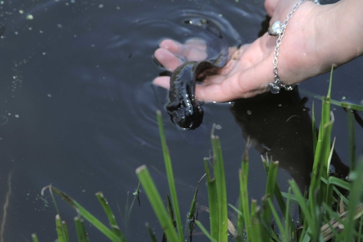 A hand holds an axolotl right at the surface of a body of water