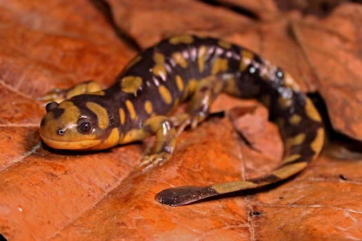 A spotted salamander sits on a brown leaf