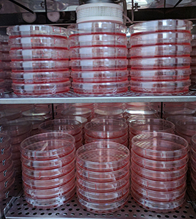 Stacks of tissue culture dishes in an incubator.