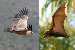 Side by side photos of a bird and bat in flight, in mirrored poses with one wing prominently outstretched